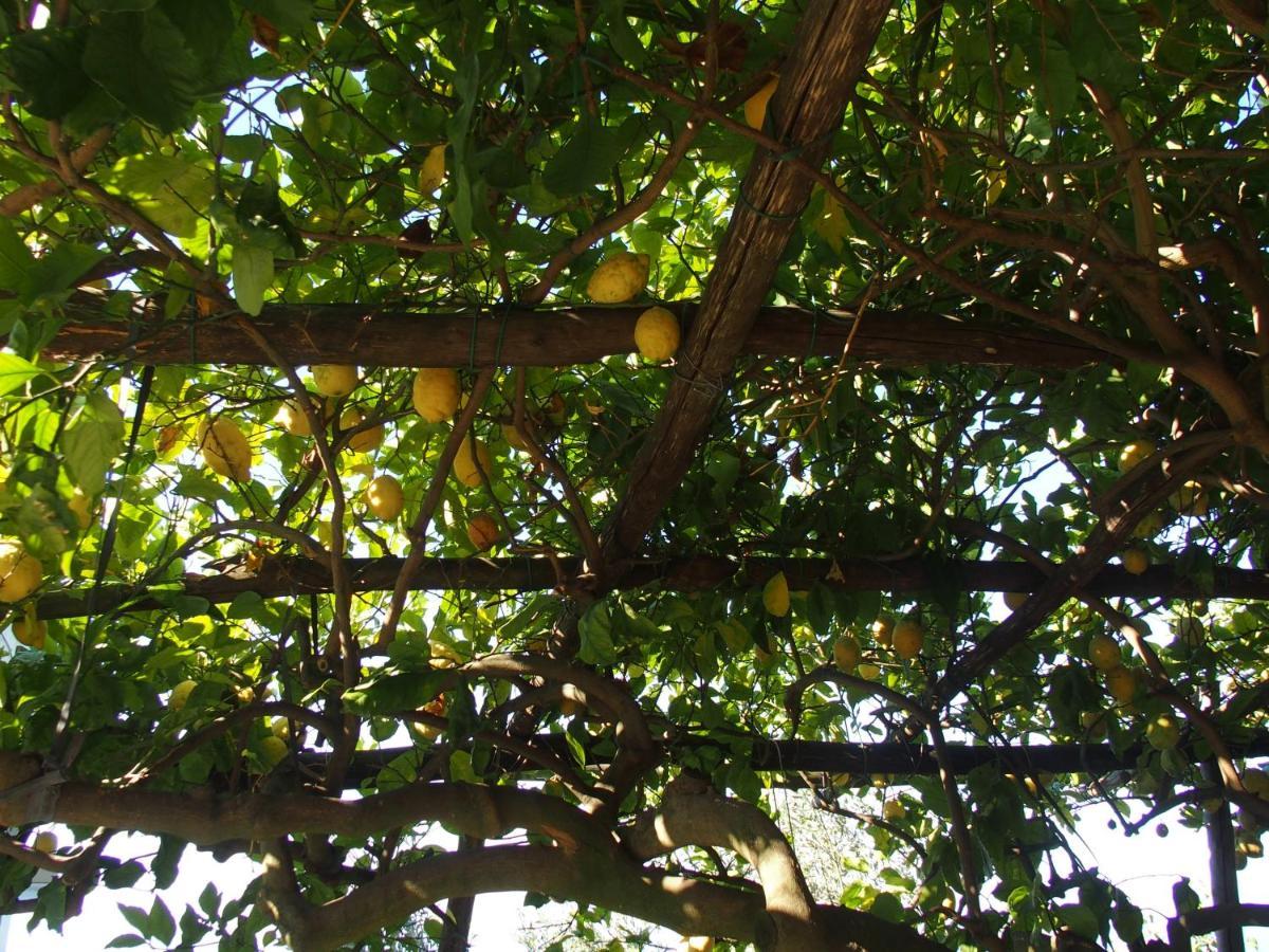 Giardino Sul Mare * Amalfi